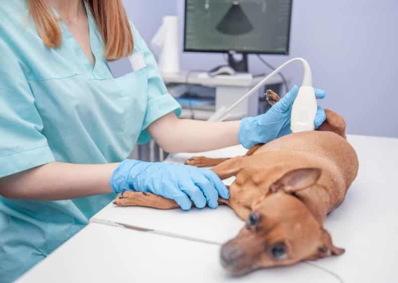 Evaluación mediante ecografía veterinaria