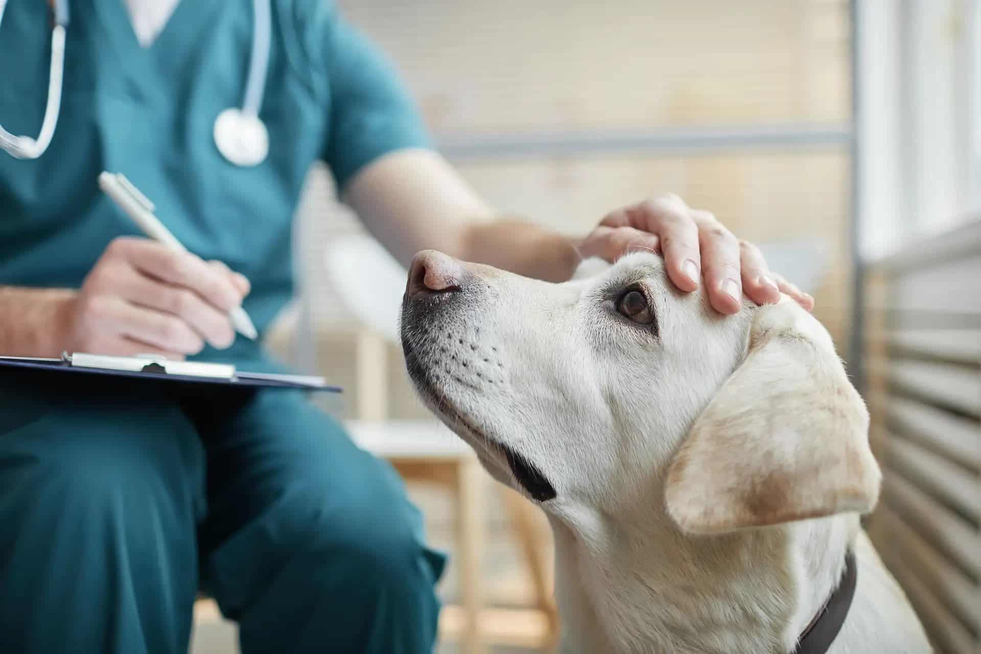 Veterinario examinando a un perro